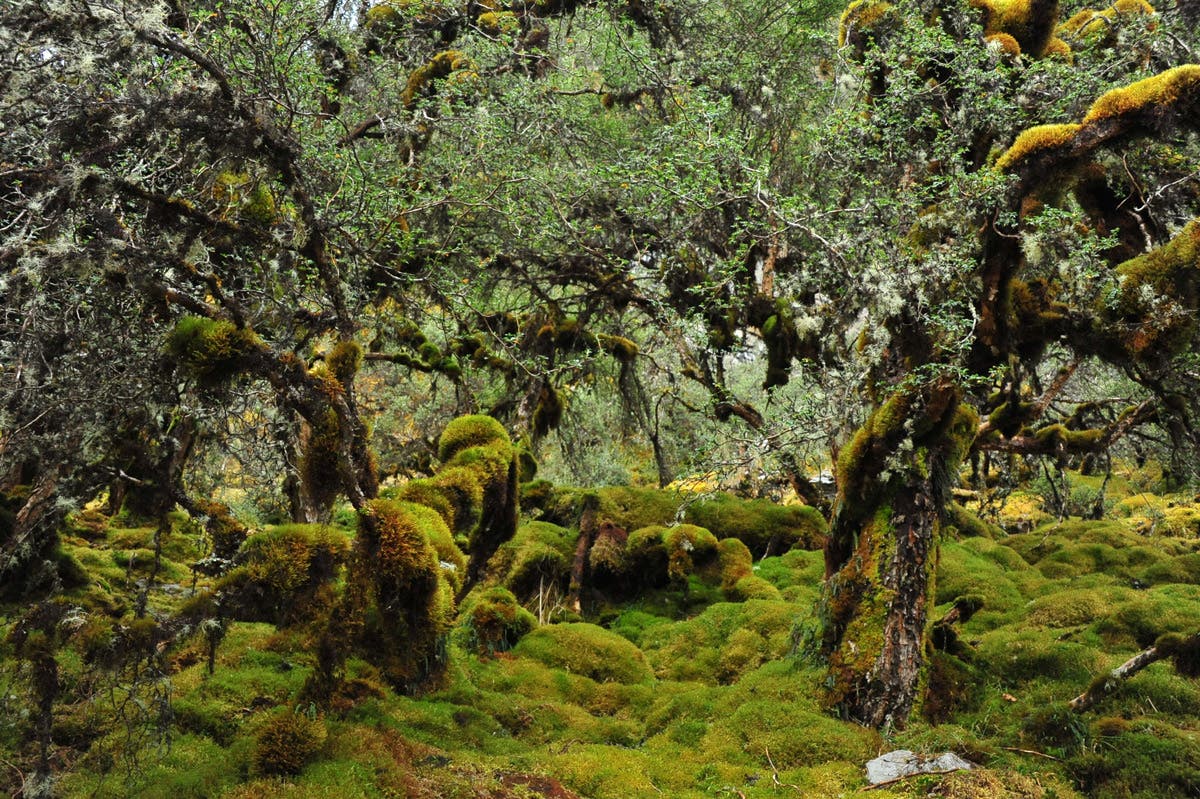 Peru Polylepis Forest