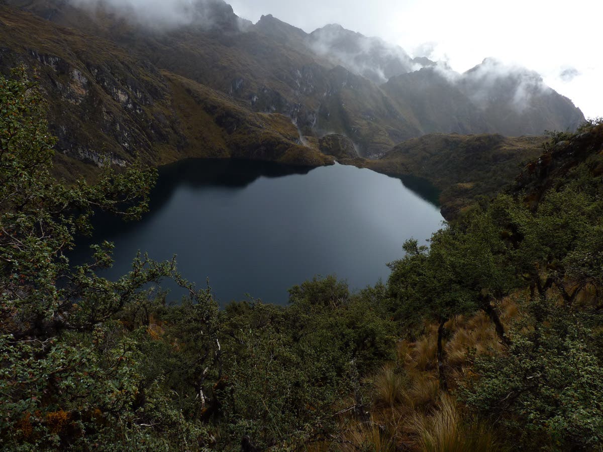 Polylepis Forest Surrounding a Peruvian Andes Lake