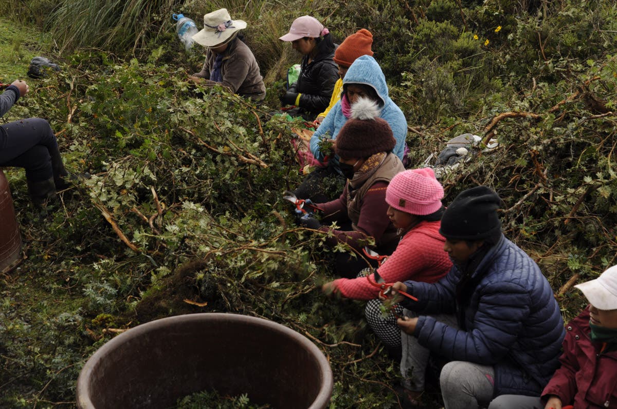Women Training to Work in Aves y Conservacion Nurseries