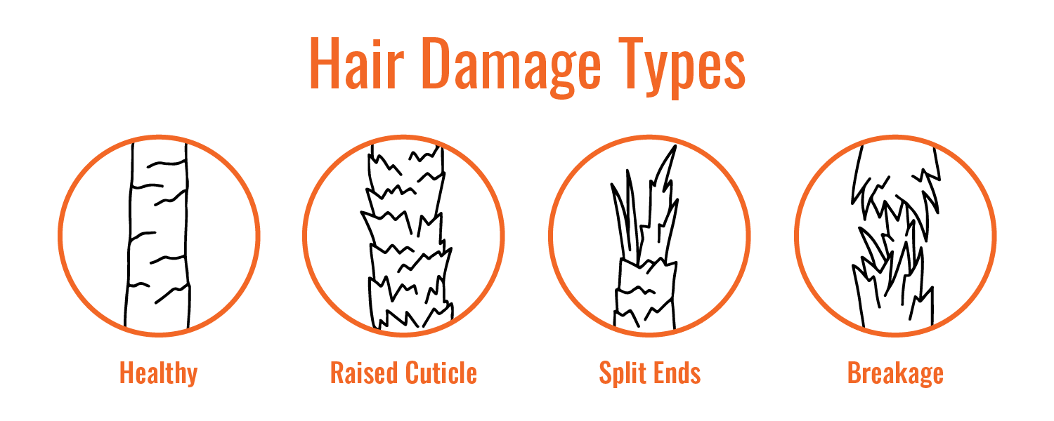 Hair Damage Types Graphic