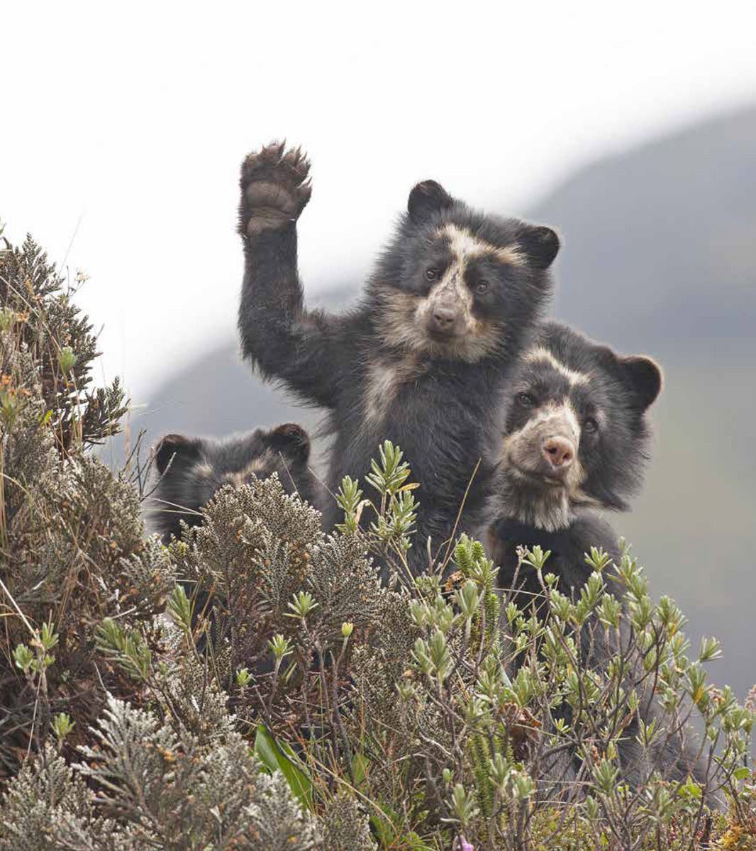 Engaged South American Bears