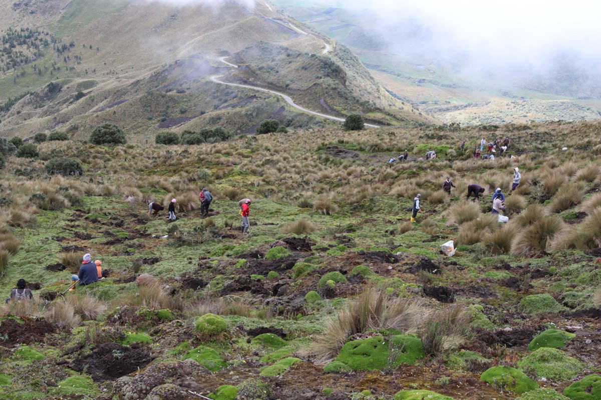Ecuador Forestation Project